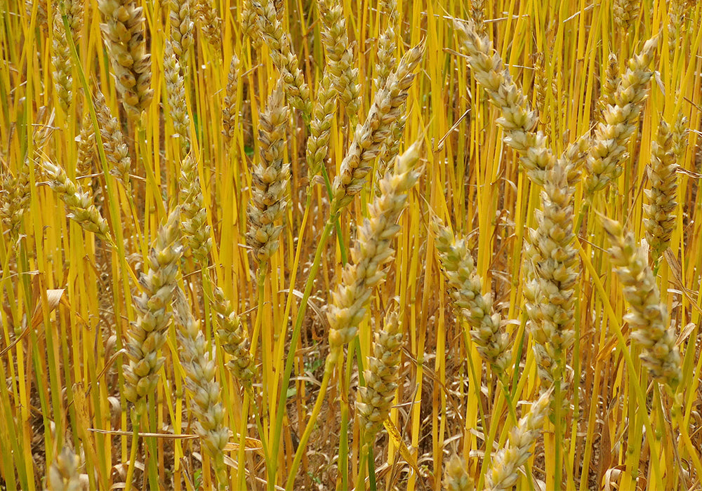 ネバリゴシ小麦を農場で栽培しています